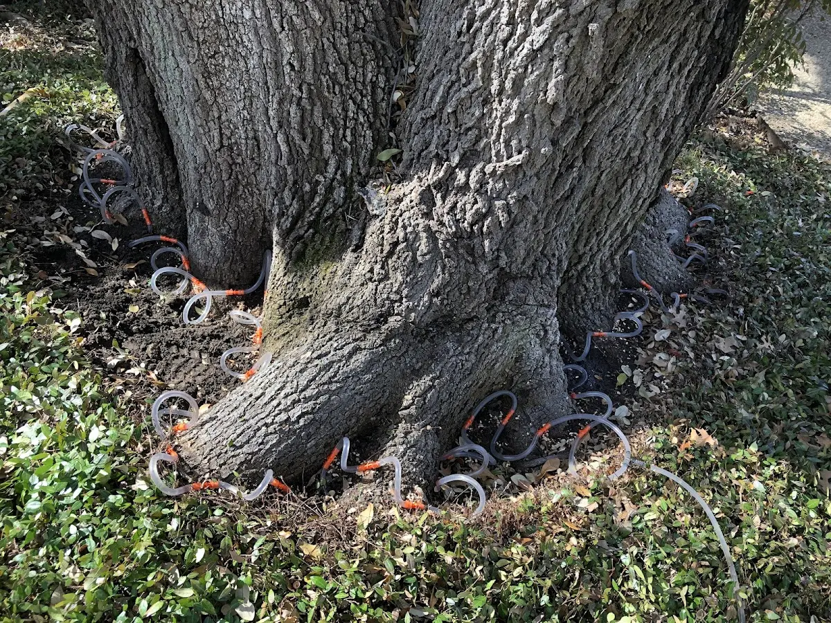 Detailed Tree Cabling and Bracing job site in Hathorne