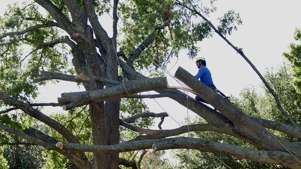 Professional Hazardous Tree Removal performed by certified arborists in Hathorne