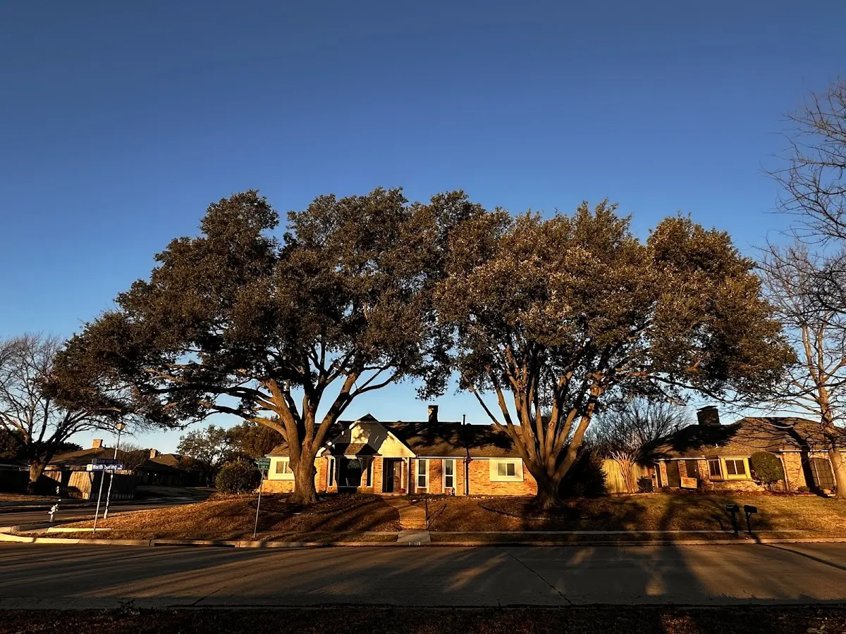 Established residential canopy tree shading a home in Hathorne